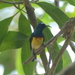 Mayotte Sunbird - Photo (c) jeremyjalabert, some rights reserved (CC BY-NC), uploaded by jeremyjalabert