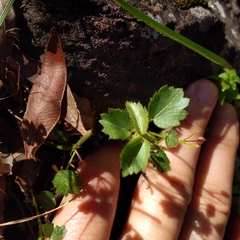Ayenia mansfeldiana