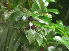 Eugenia brasiliensis