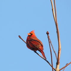 Cardinalis cardinalis