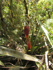 Aechmea rubroaristata