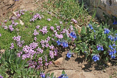 Silene acaulis subacaulescens