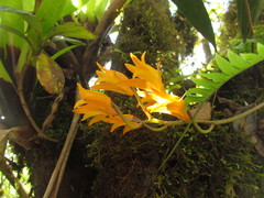 Bifrenaria aureofulva