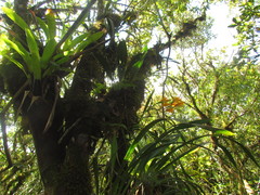 Bifrenaria aureofulva