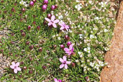 Silene acaulis subacaulescens