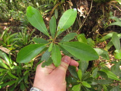 Drimys angustifolia