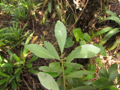 Drimys angustifolia