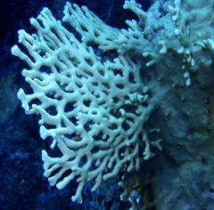 Millepora dichotoma