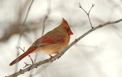 Cardinalis cardinalis