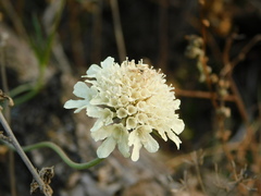 Scabiosa bipinnata