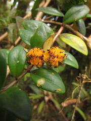 Nematanthus australis