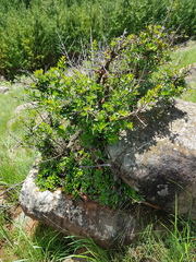 Cephalanthus natalensis
