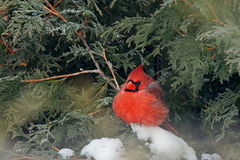 Cardinalis cardinalis