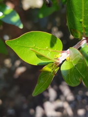 Cephalanthus natalensis