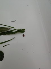 Apoderus coryli