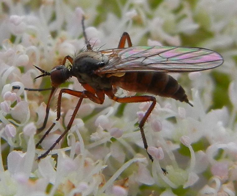 Rhamphomyia variabilis