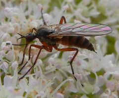 Rhamphomyia variabilis