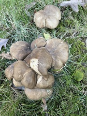 Lyophyllum loricatum