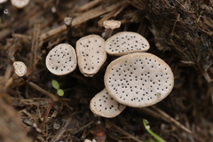 Poronia punctata