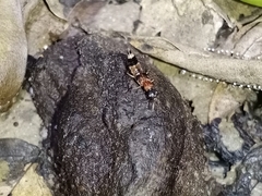 Hesperosoma