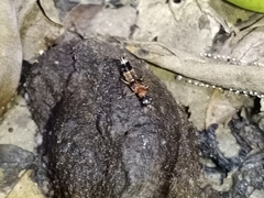 Hesperosoma