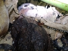Hesperosoma