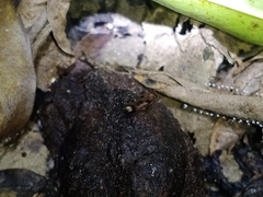 Hesperosoma