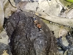 Hesperosoma