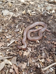Carphophis amoenus amoenus