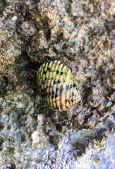 Nerita versicolor