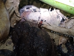 Hesperosoma