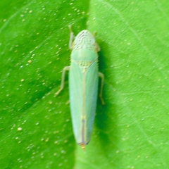 Graphogonalia