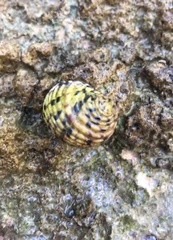 Nerita versicolor