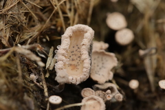 Poronia punctata