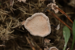 Poronia punctata