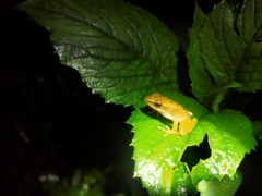 Chalcorana chalconota