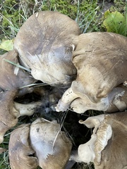 Lyophyllum loricatum