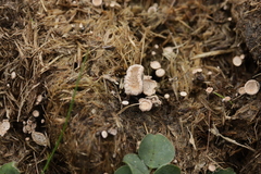 Poronia punctata