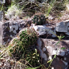 Echinopsis oxygona