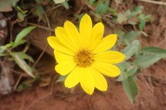Aspilia