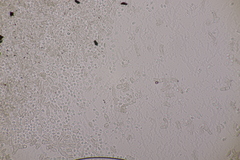 Poronia punctata
