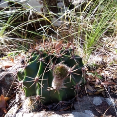 Echinopsis oxygona