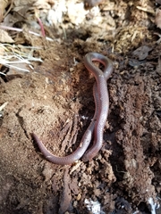 Carphophis amoenus amoenus