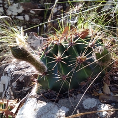 Echinopsis oxygona