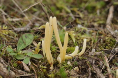 Clavaria argillacea