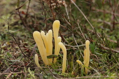 Clavaria argillacea