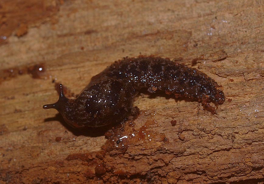 Otoconcha