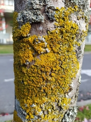 Xanthoria parietina