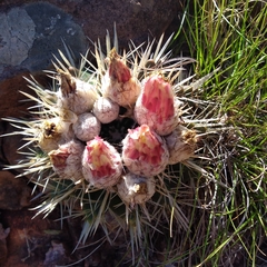 Parodia mammulosa