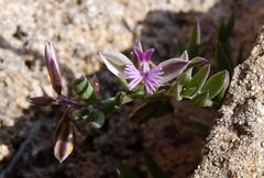 Polygala rupestris